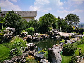 紅白錦鯉挑選 杭州華池園林 錦鯉